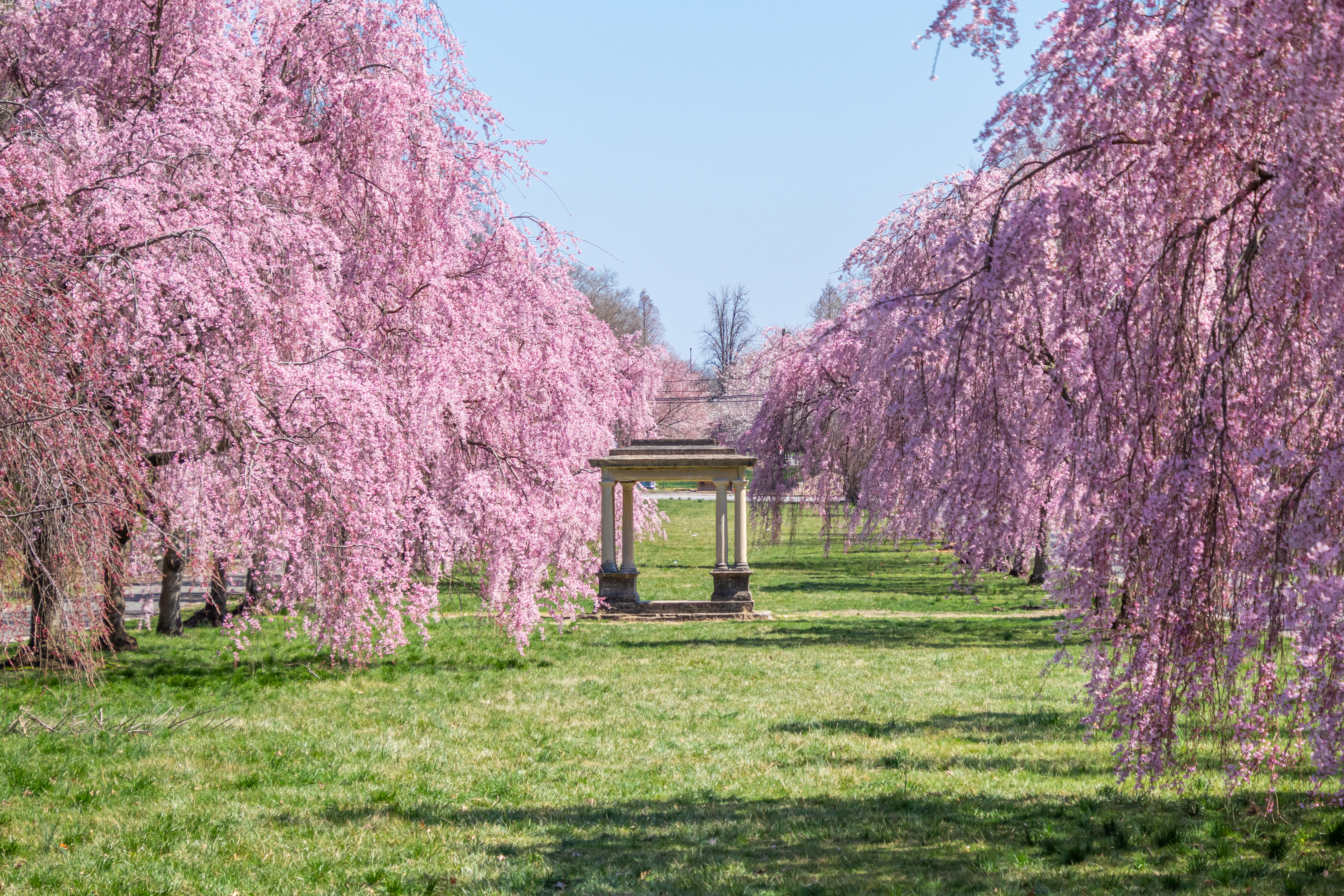 Subaru Cherry Blossom Festival